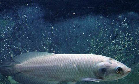 熱帶魚可以多久不喂食?