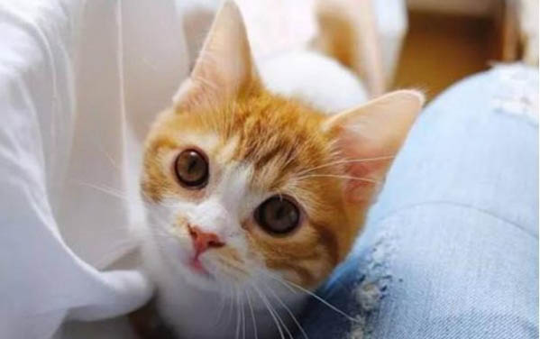 小貓爪子有毒嗎