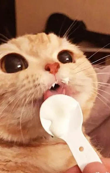 貓咪益生菌多久吃一次