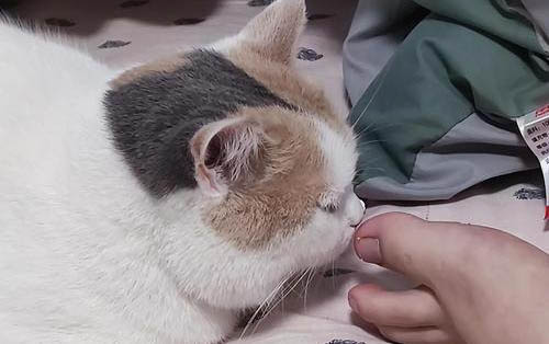 貓咪到底能不能吃鹽？