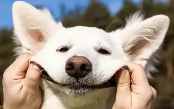 狗狗口腔牙齒疾病如何防治