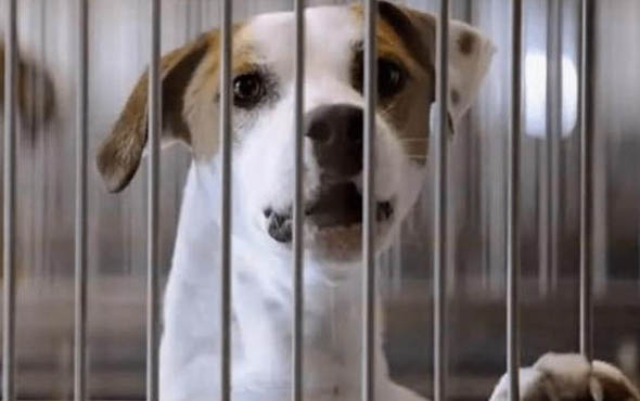 狗狗眼睛里有狗毛怎么辦