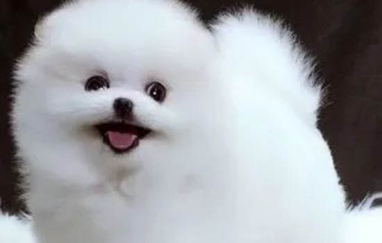 怎么判斷博美犬是不是難產