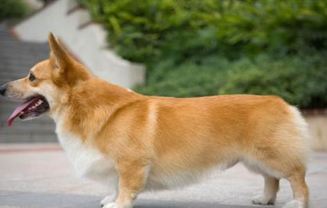 柯基犬眼屎的原因及處理方法