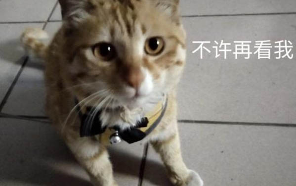 貓咪傳腹癥狀有哪些？傳腹貓會拉稀嗎？
