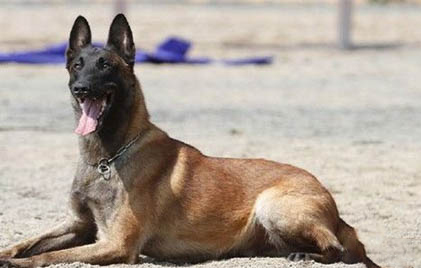 東德和馬犬哪個兇猛