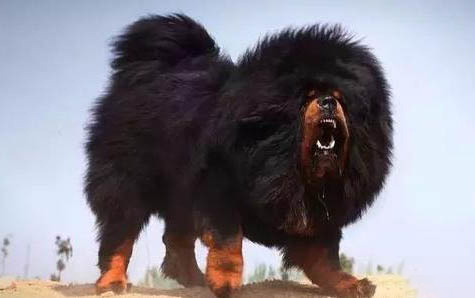 怎么判斷柴犬認主了