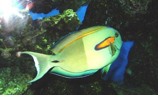 給魚缸加蓋有什么好處