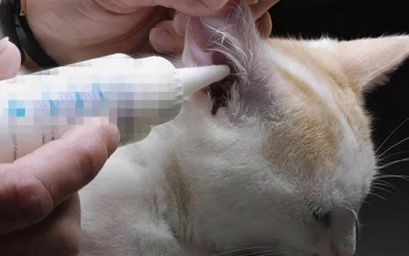 貓咪尾巴翹很高發出呼嚕聲