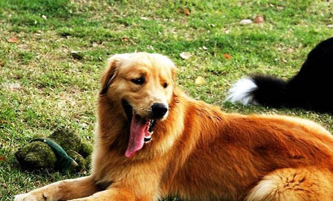金毛得犬瘟多久可以治好