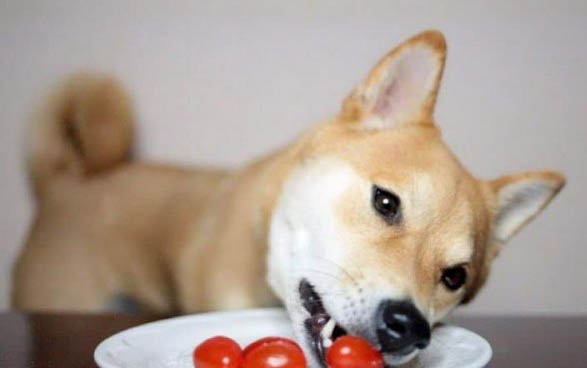 狗狗牙齒日常怎么護理