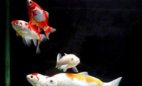 紅鯉魚和錦鯉有什么區別
