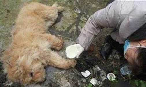 狗狗拉稀是什么原因及處理方法