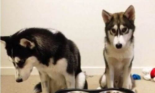 狗狗看著人吃飯什么原因