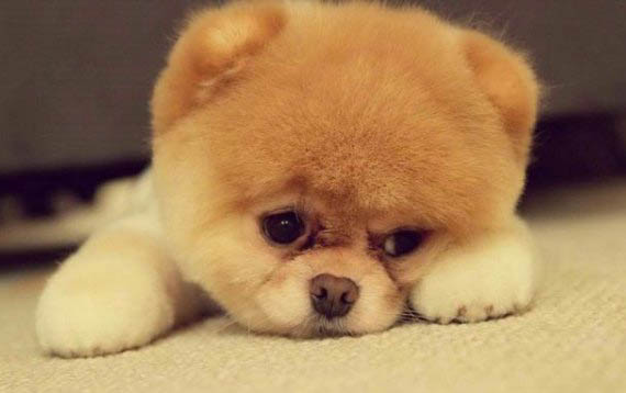 小狗不能吃哪些東西