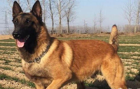 狼青和馬犬哪個厲害