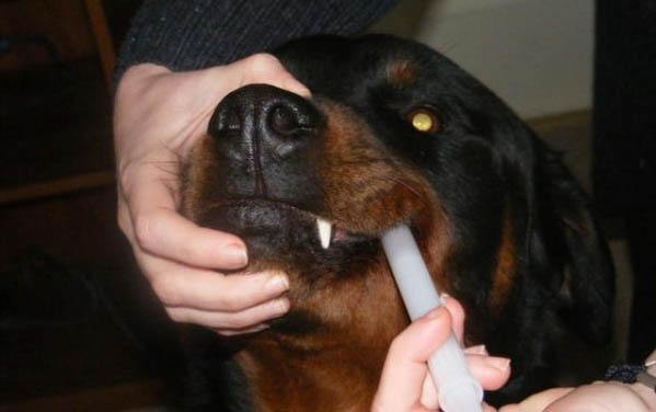 怎么區分阿拉斯加和哈士奇幼犬的區別