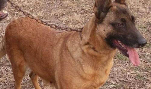 荷蘭牧羊犬和馬犬哪個好