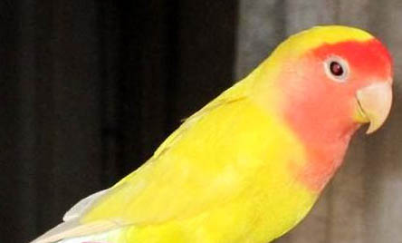 玄鳳鸚鵡怎么看年齡大小