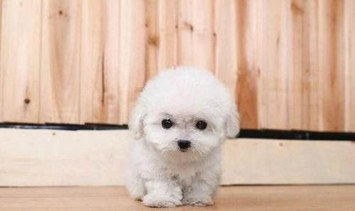 5個月泰迪犬體型對照表