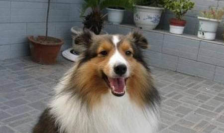 德國(guó)牧羊犬都有哪些品種