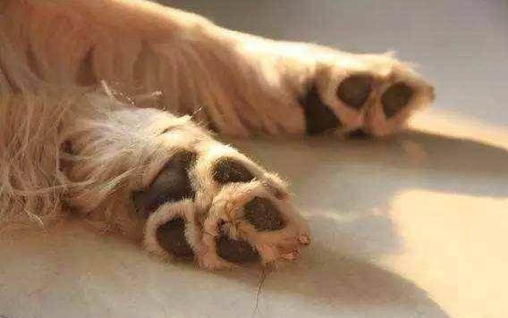 狗狗腸套疊的癥狀有哪些