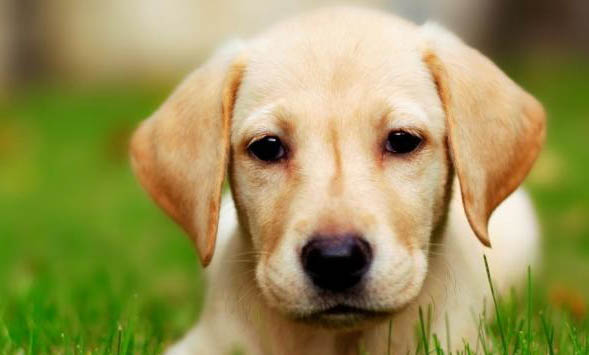 拉布拉多犬懷孕到生大概要多久