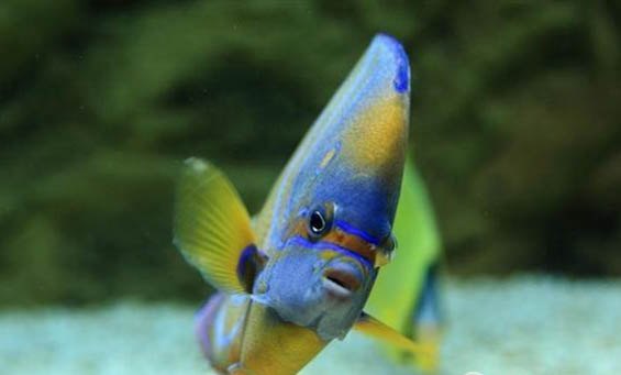 紅色觀賞魚有哪些品種？