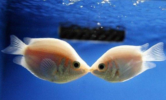 接吻魚可以和虎皮魚混養(yǎng)嗎