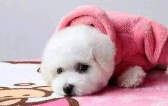 狗狗心衰能活多久?
