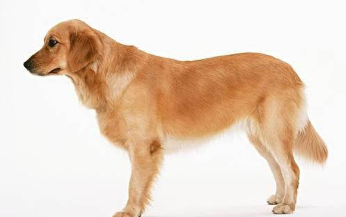 狗狗打完狂犬疫苗多久能出去