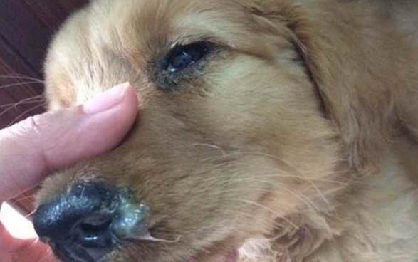 狗的真菌會傳染人嗎