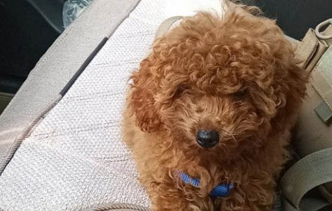 泰迪犬的性格特點