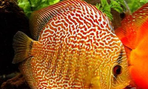 觀賞魚雙線絳蟲病簡介