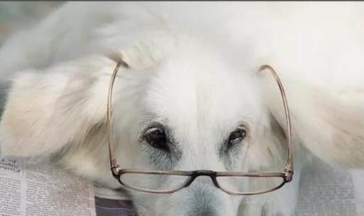 狗狗的腸鳴音很大很頻繁怎么辦