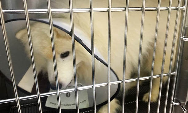 純種薩摩耶幼犬多少錢一只大概