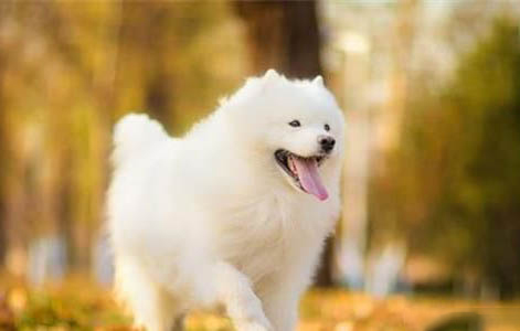 狗狗得了犬瘟能活多久