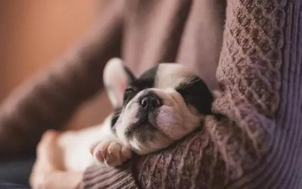 狗狗換毛期都剃了行嗎