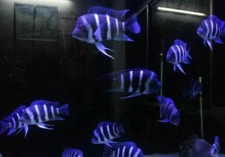 釣鱸魚用什么竿比較好