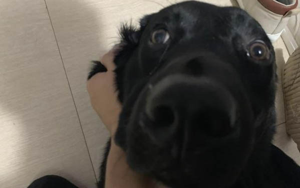 狗狗斷尾感染怎么辦啊
