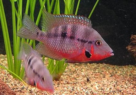 紅肚火口魚的繁殖概況