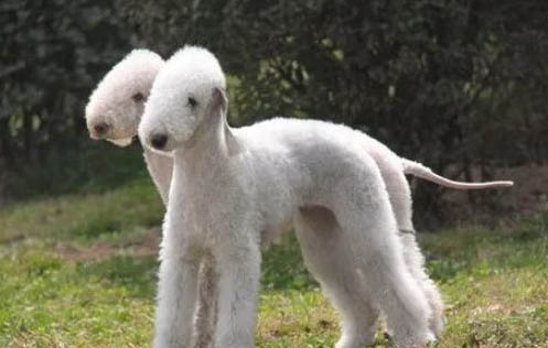 貝靈頓犬為什么禁養(yǎng)