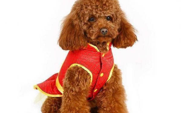 狗狗為什么喜歡刨墊子?