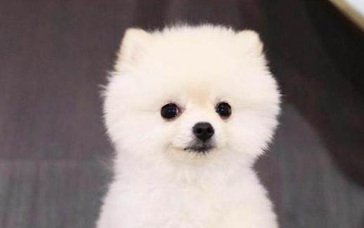 博美狗狗不可以吃什么水果