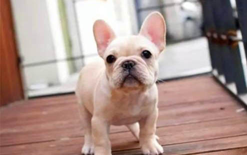 棉花面紗犬哪里有賣