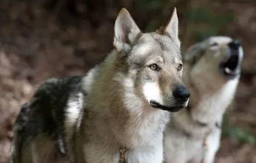 土狼狗特征
