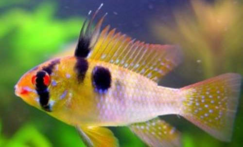 鰻魚有刺嗎