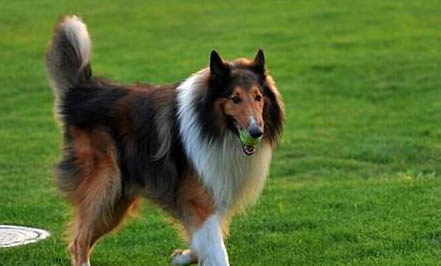 蘇格蘭牧羊犬患皮膚病的癥狀及原因