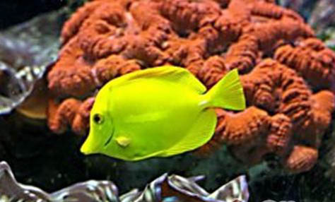魚內(nèi)臟可以喂狗嗎