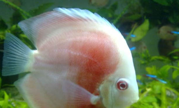 七彩神仙魚和神仙魚可以一起養嗎